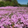 millefiori