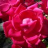 Fiori