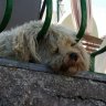 trindade02