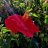 Refugium