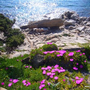 Sardinien Gallura April 2010-314.jpg