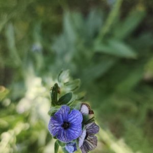 IMG_20260427_171426.jpg