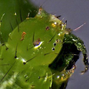 Wasserminzen-Goldeule, Raupe.jpg