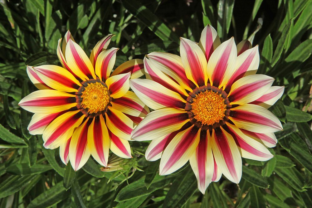www.gartentipps.com